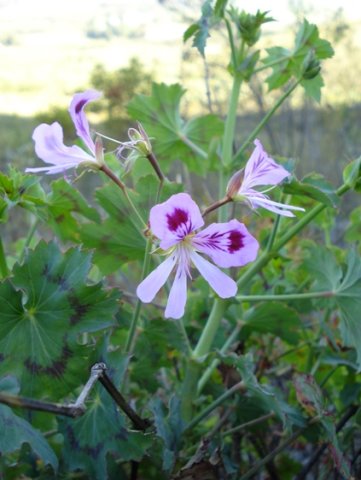 Pelargonium species with zonal leaf markings
